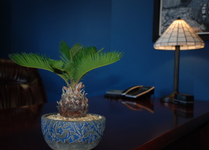 Plant View of Desk